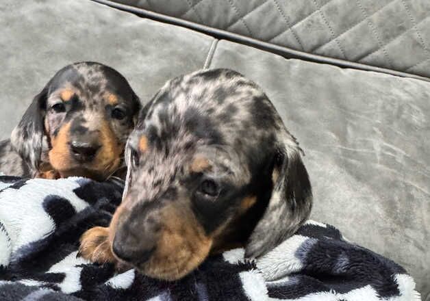 8 cute dachshund puppies available for sale in Preston, Lancashire - Image 5