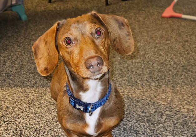 8 month old miniature dachshund for sale in Abertillery/Abertyleri, Blaenau Gwent