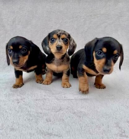 8 week old Smooth Haired Miniature Dacshunds for sale in Ripley, Derbyshire - Image 1