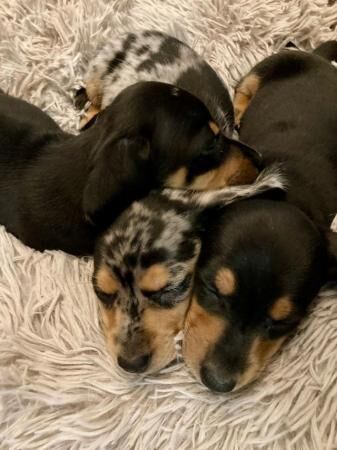 8 week old Smooth Haired Miniature Dacshunds for sale in Ripley, Derbyshire - Image 4