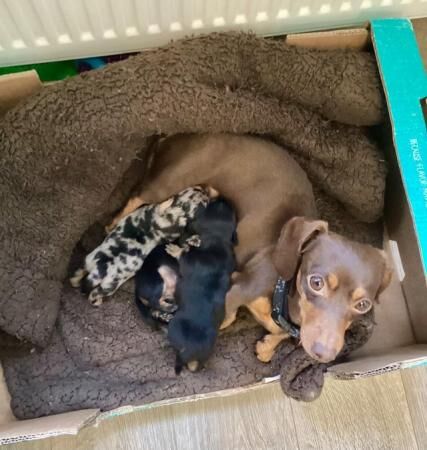 8 week old Smooth Haired Miniature Dacshunds for sale in Ripley, Derbyshire - Image 5