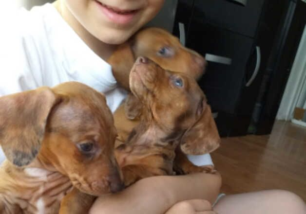 8 weeks old Mini dachshund for sale in Barnsley, South Yorkshire