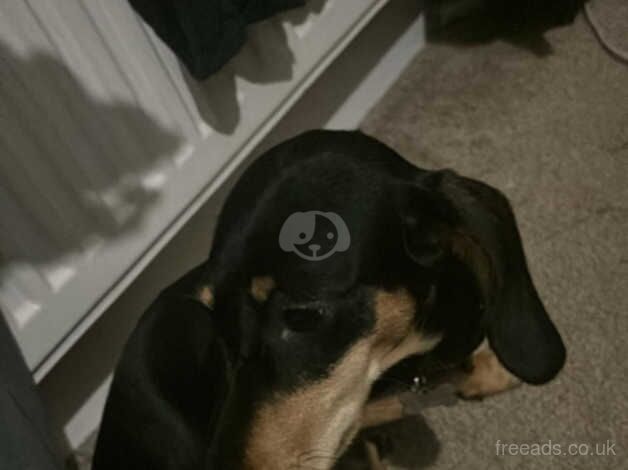 9 month old miniature dachshund for sale in Wakefield, West Yorkshire