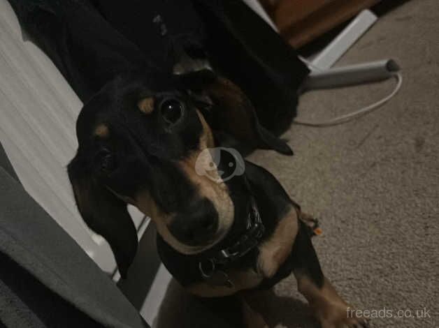 9 month old miniature dachshund for sale in Wakefield, West Yorkshire - Image 2