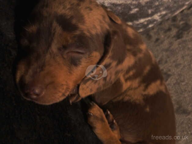 9 weeks old last of litter for sale in Burton upon Trent, Staffordshire