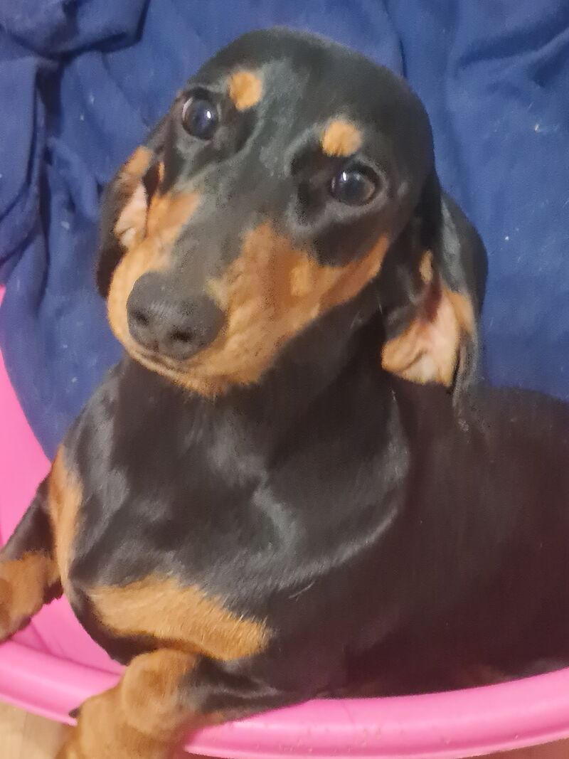 i have 2 9 month old daxi,s male and female for sale in St Helens, Merseyside - Image 1