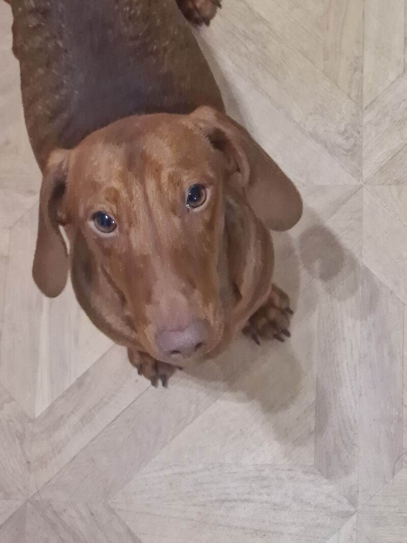 Dachshunds for sale in St Helens, Merseyside