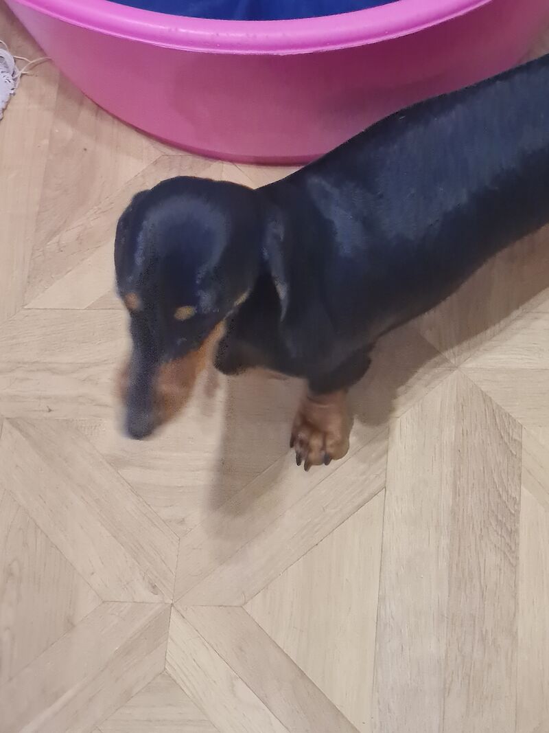 Dachshund Puppies for sale in Merseyside