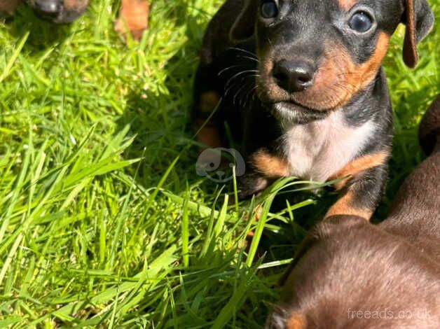 Adorable 6 Dachshund cross Jack Russel pups for sale in Bristol