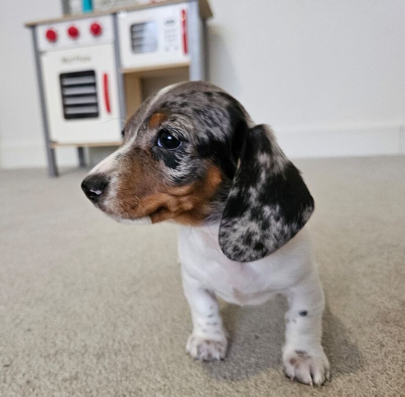 Adorable dachshund puppies 2x for sale in Lightfoot Green, Lancashire