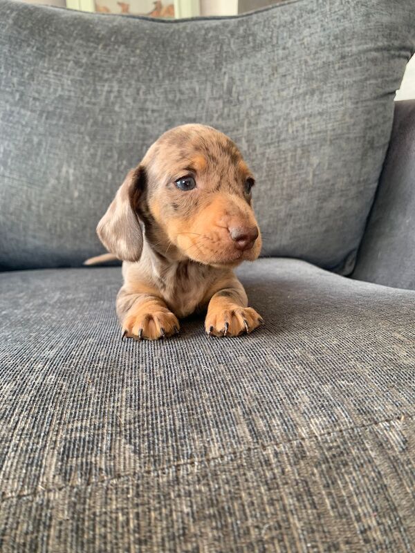 Adorable Dachshund Puppies looking for forever homes - All Boys! for sale in SA44 5TT - Image 1