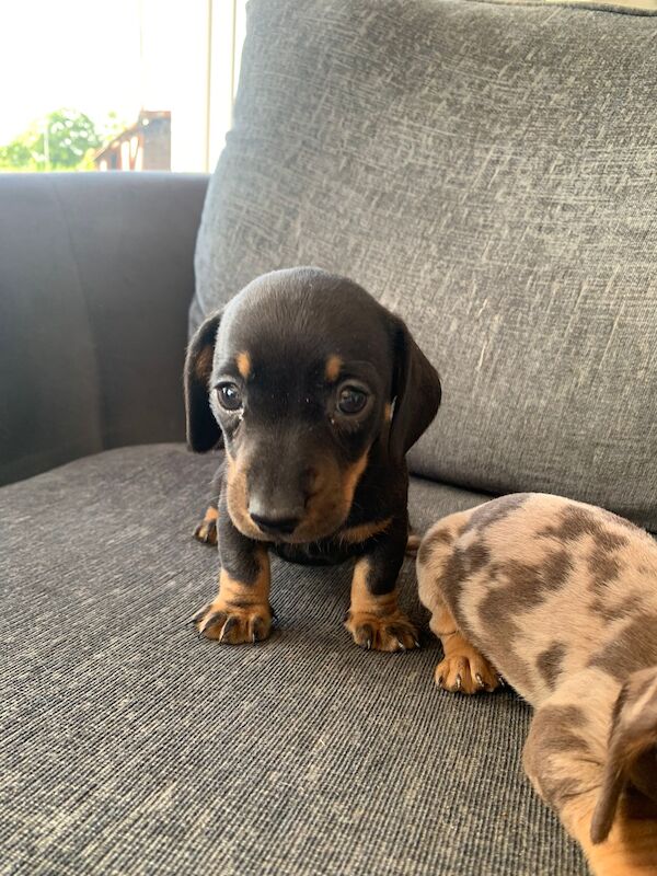 Adorable Dachshund Puppies looking for forever homes - All Boys! for sale in SA44 5TT