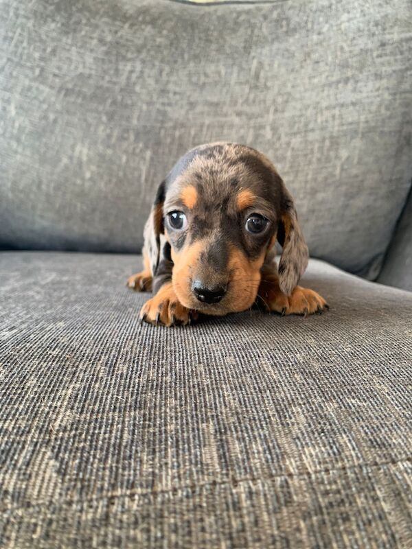Adorable Dachshund Puppies looking for forever homes - All Boys! for sale in SA44 5TT - Image 3