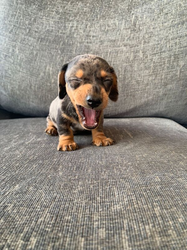 Adorable Dachshund Puppies looking for forever homes - All Boys! for sale in SA44 5TT - Image 4