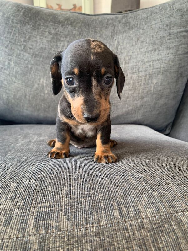 Adorable Dachshund Puppies looking for forever homes - All Boys! for sale in SA44 5TT - Image 5