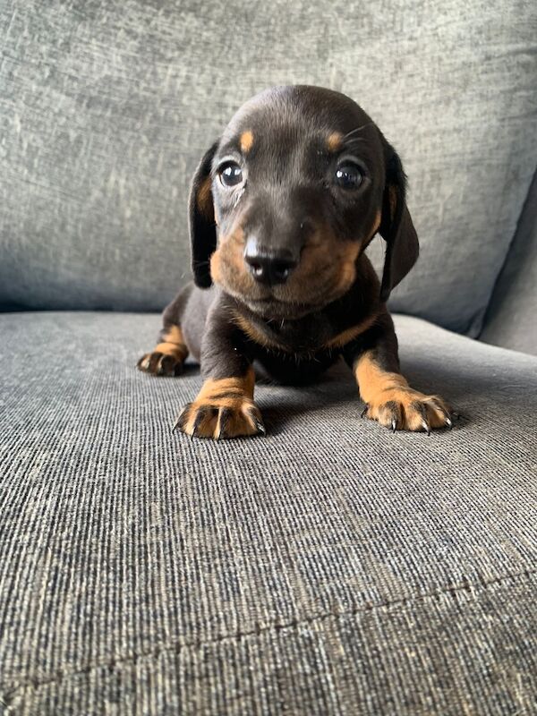 Adorable Dachshund Puppies looking for forever homes - All Boys! for sale in SA44 5TT - Image 6