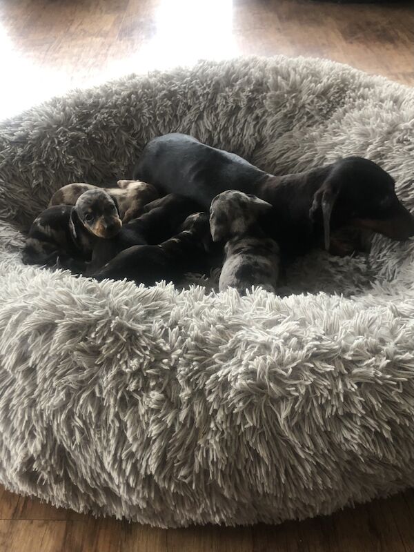 Adorable Dachshund Puppies looking for forever homes - All Boys! for sale in SA44 5TT - Image 8