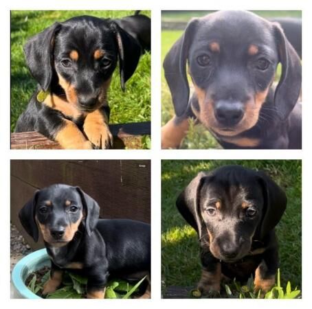 Adorable Dachshund Puppies Ready for Their Forever Homes! for sale in Ripon, North Yorkshire