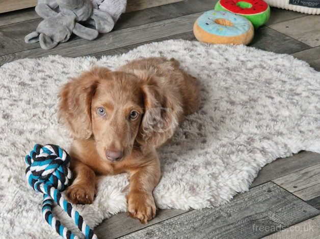 Adorable Long-Haired Dachshund Looking for a Forever Home! for sale in Bolton, East Lothian