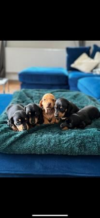 Adorable miniature dachshund puppies for sale in Radway, Warwickshire
