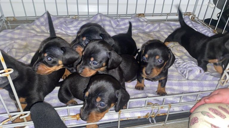 Adorable miniature dachshunds for sale in Bagshot, Surrey