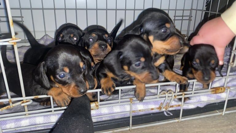 Adorable miniature dachshunds for sale in Bagshot, Surrey - Image 2