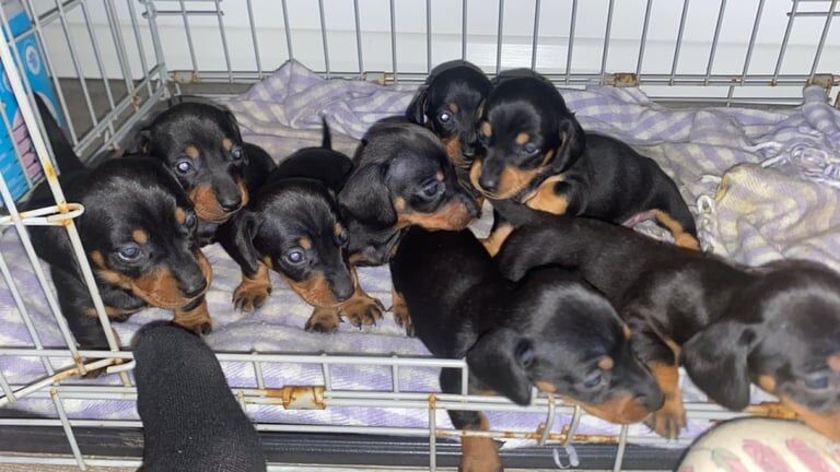 Adorable miniature dachshunds for sale in Bagshot, Surrey - Image 3