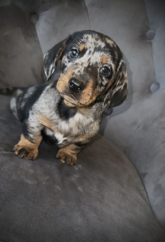 Adorable miniature dachshunds for sale in Sunderland, Tyne and Wear - Image 5