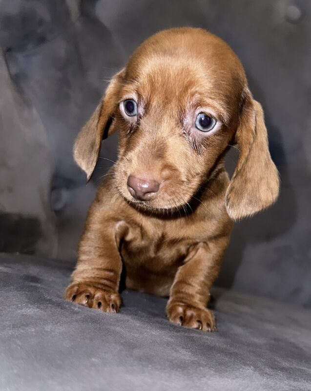 Adorable miniature dachshunds for sale in Sunderland, Tyne and Wear - Image 6
