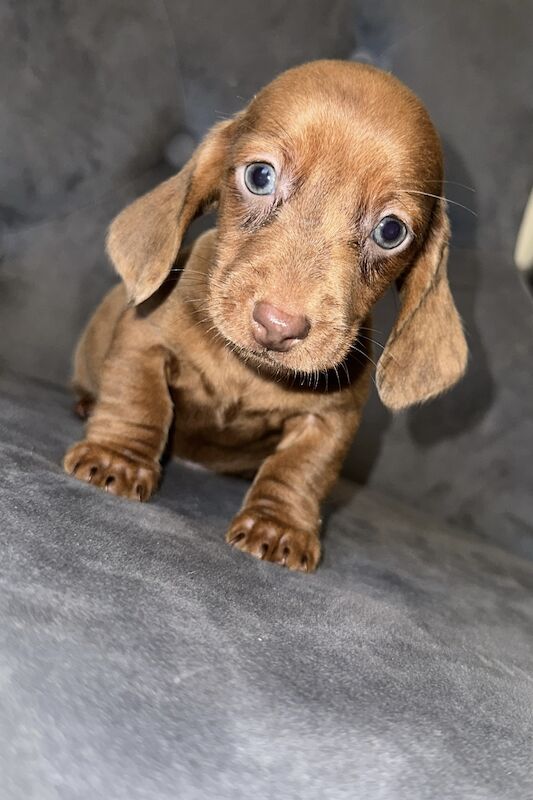 Adorable miniature dachshunds for sale in Sunderland, Tyne and Wear - Image 7