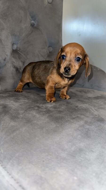 Adorable miniature dachshunds for sale in Sunderland, Tyne and Wear - Image 9