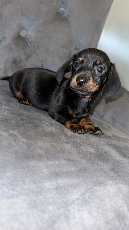 Adorable miniature dachshunds for sale in Sunderland, Tyne and Wear - Image 8