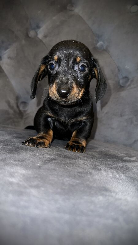 Adorable miniature dachshunds for sale in Sunderland, Tyne and Wear - Image 10