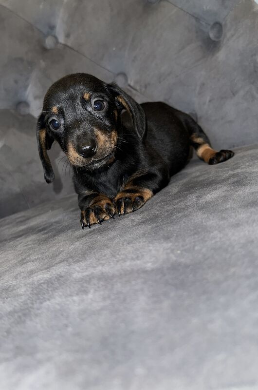 Adorable miniature dachshunds for sale in Sunderland, Tyne and Wear - Image 11