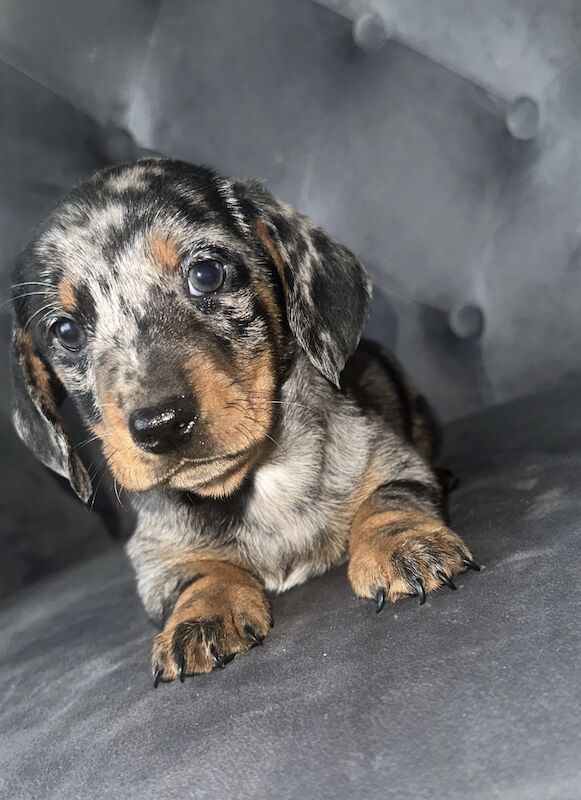 Adorable miniature dachshunds for sale in Sunderland, Tyne and Wear - Image 12