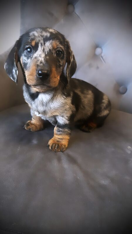 Adorable miniature dachshunds for sale in Sunderland, Tyne and Wear - Image 13