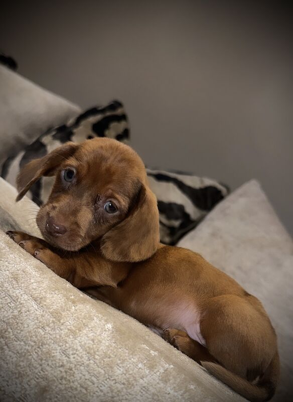 Adorable miniature dachshunds for sale in Sunderland, Tyne and Wear - Image 1