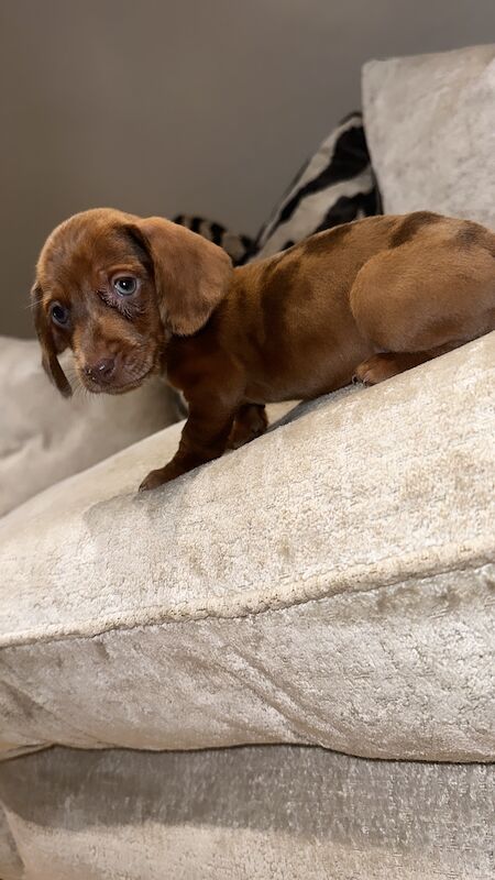 Adorable miniature dachshunds for sale in Sunderland, Tyne and Wear - Image 2
