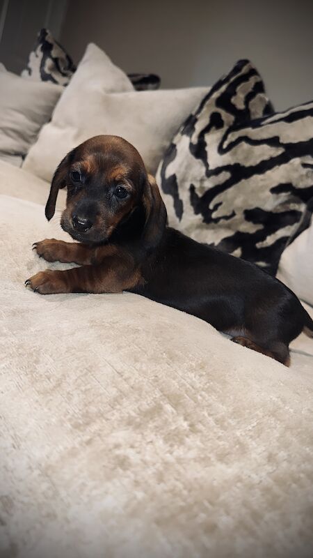 Adorable miniature dachshunds for sale in Sunderland, Tyne and Wear - Image 3