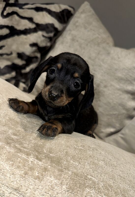 Adorable miniature dachshunds for sale in Sunderland, Tyne and Wear - Image 4