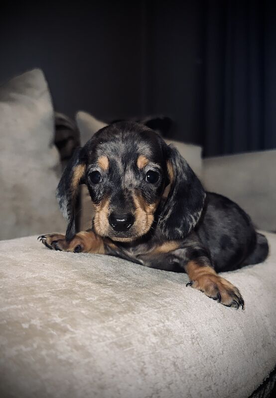 Adorable miniature dachshunds for sale in Sunderland, Tyne and Wear - Image 14