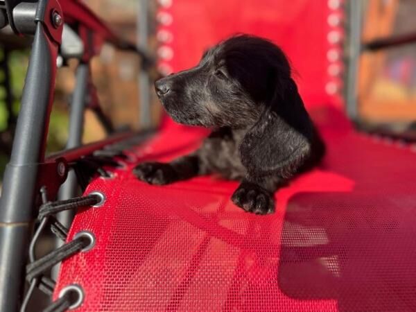 Adorable mixed litter of miniature dachshund x toy poodle for sale in Wales, South Yorkshire
