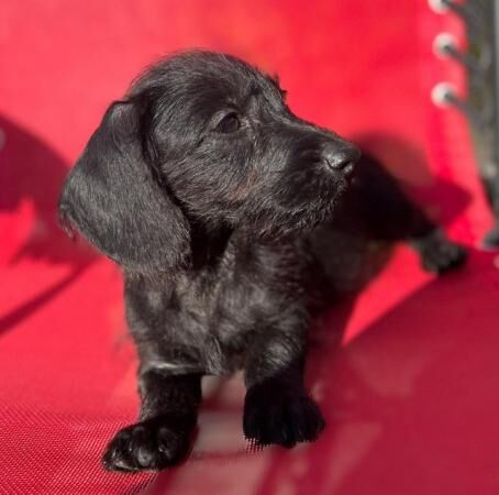 Adorable mixed litter of miniature dachshund x toy poodle for sale in Wales, South Yorkshire - Image 3