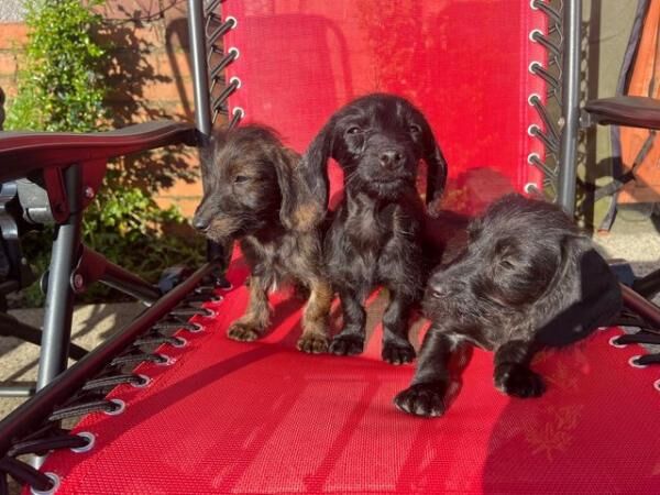Adorable mixed litter of miniature dachshund x toy poodle for sale in Wales, South Yorkshire - Image 4