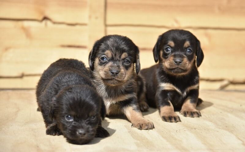 Adorable puppies for sale in Tarleton, Lancashire - Image 1