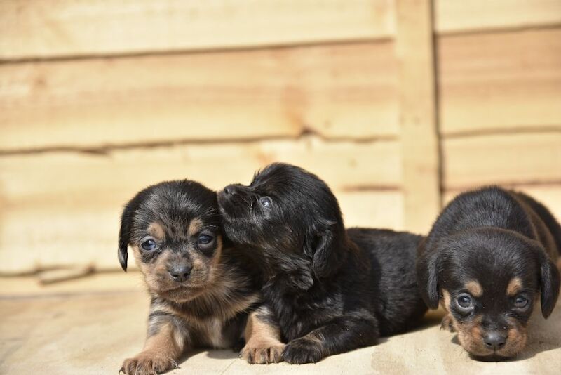 Adorable puppies for sale in Tarleton, Lancashire - Image 2