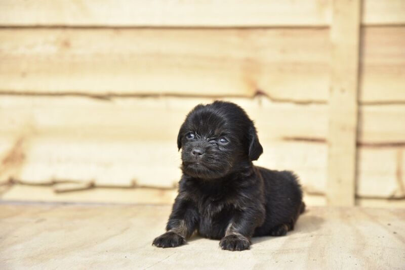 Adorable puppies for sale in Tarleton, Lancashire - Image 3