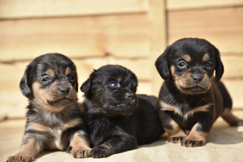 Adorable puppies for sale in Tarleton, Lancashire - Image 4