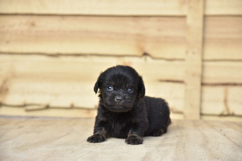 Adorable puppies for sale in Tarleton, Lancashire - Image 5