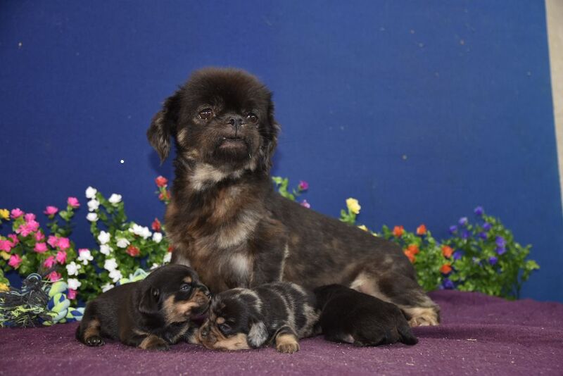 Adorable puppies for sale in Tarleton, Lancashire - Image 6